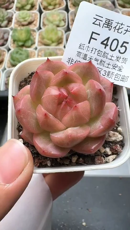405F云禹多肉植物 默认脱土纸巾打包 3颗包邮