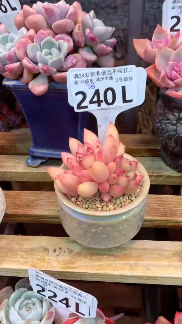 240L（一物一拍，精品多肉，所见即所得 ）