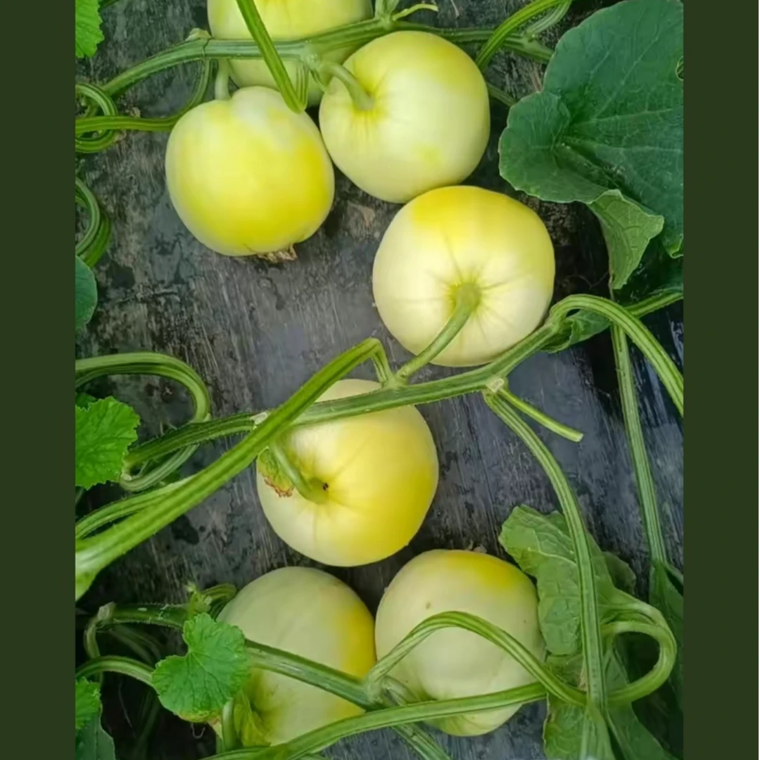 【顺丰包邮】正宗马连庄甜瓜B果香气扑鼻脆甜多汁自然成熟 产地直发