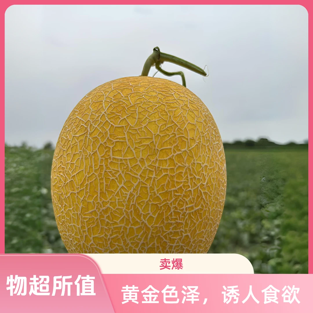 新疆直发正宗脆甜多汁金色年华网纹哈密瓜【绝对新鲜】