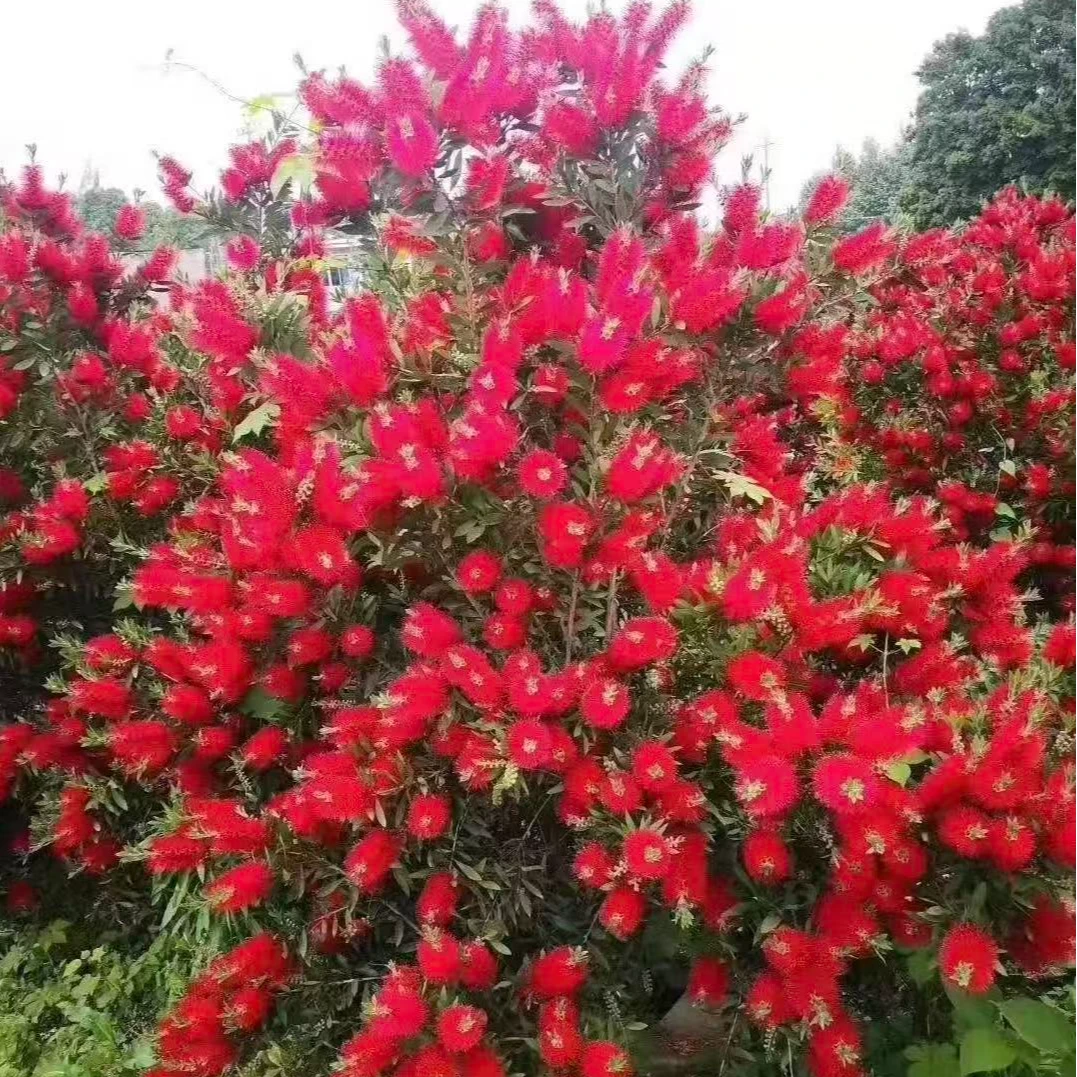 红千层多花树苗别墅阳台庭院花园绿植