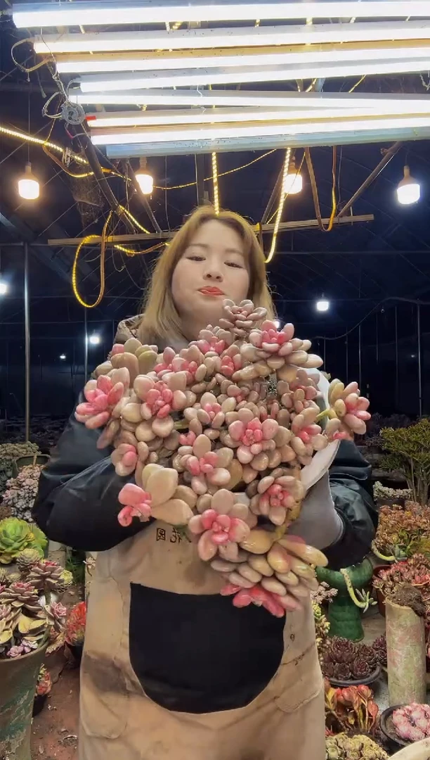 【闪购商品】1号一物一拍脱土包邮