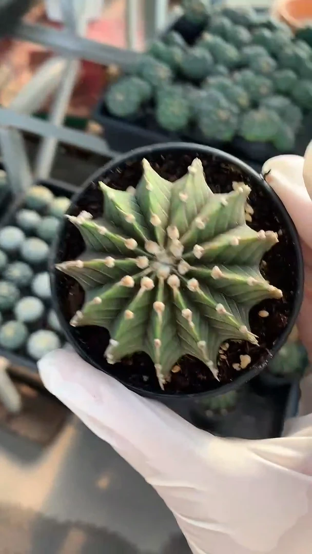 中号肋骨 13棱  带盆发