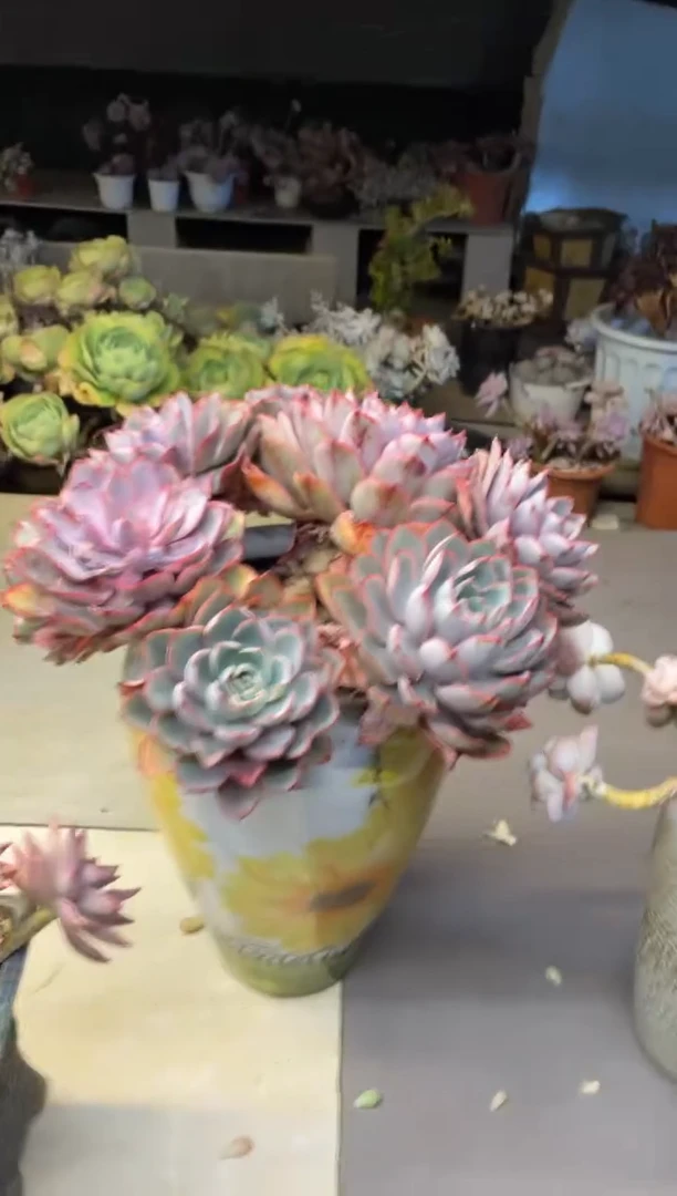 【闪购商品】129赫拉