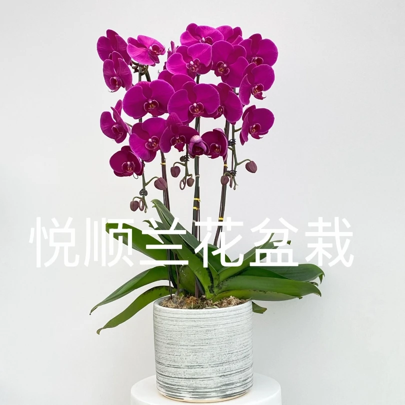 10010 蝴蝶兰 大辣椒 花期长