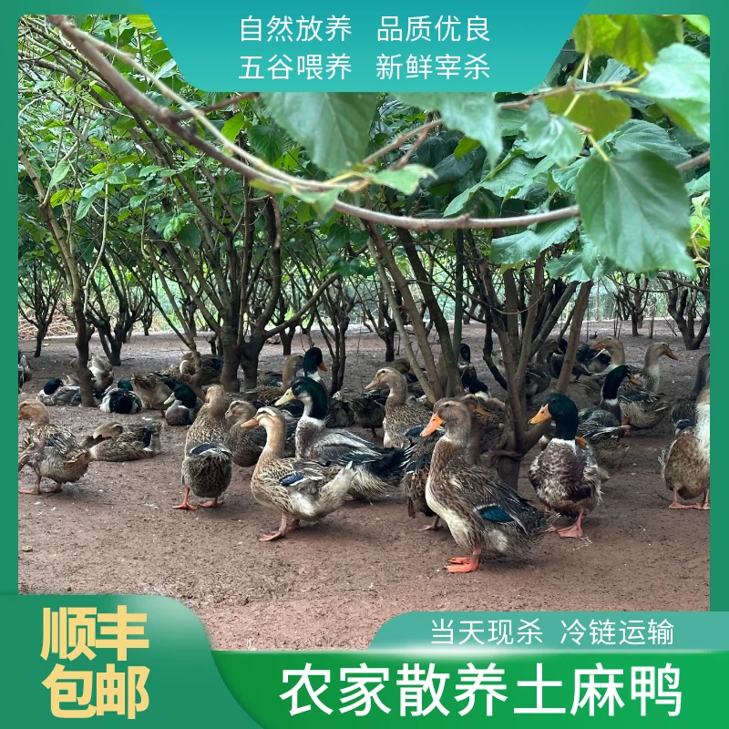 【顺丰包邮全程冷链】精选农家散养土麻鸭新鲜宰杀五谷喂养