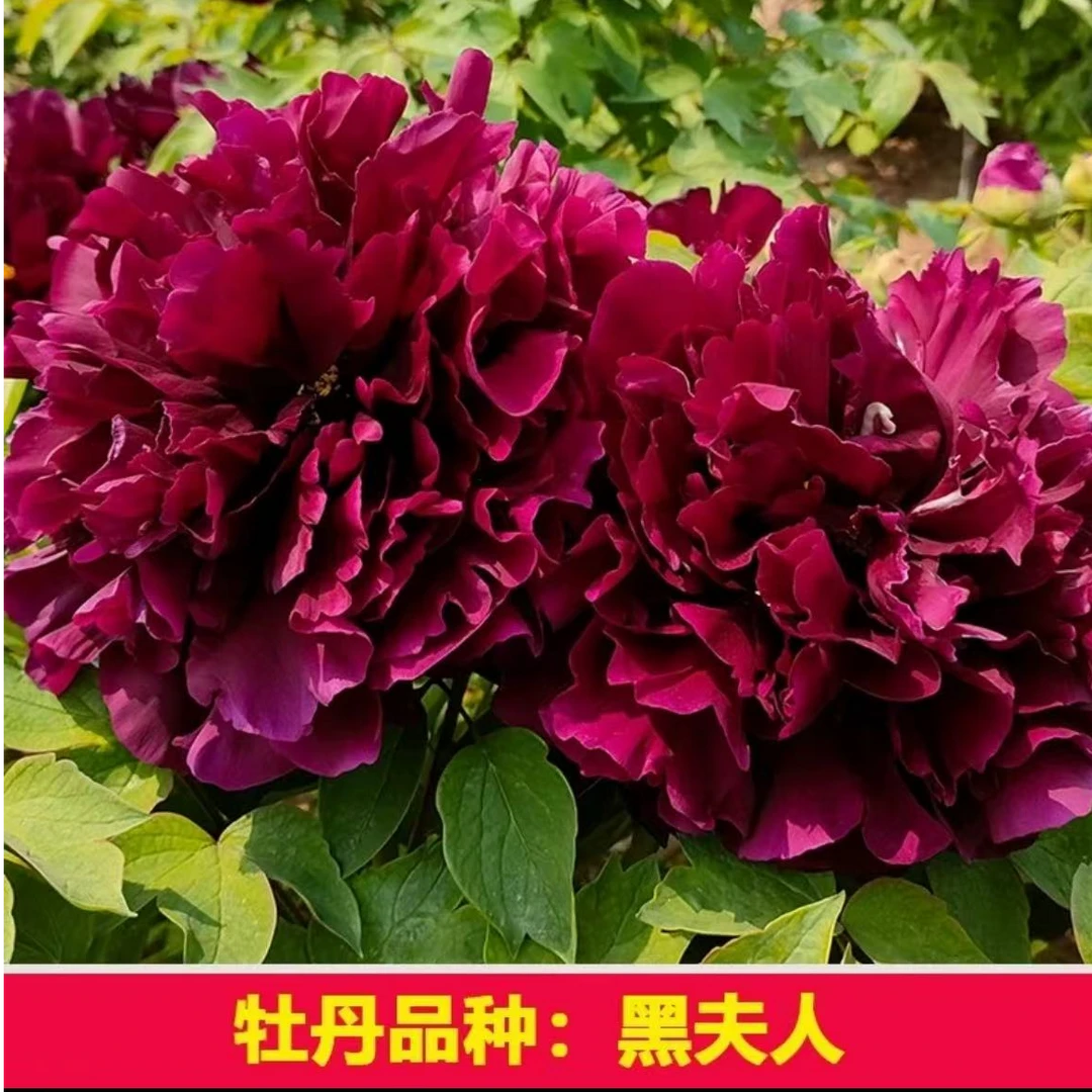 （黑夫人）牡丹花苗 先发花肥（预售卡） 秋天发苗菏泽基地直发