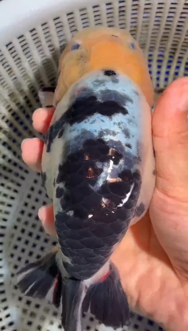金鱼（运费自理，马印灯照射）福州追鱼兰寿金鱼