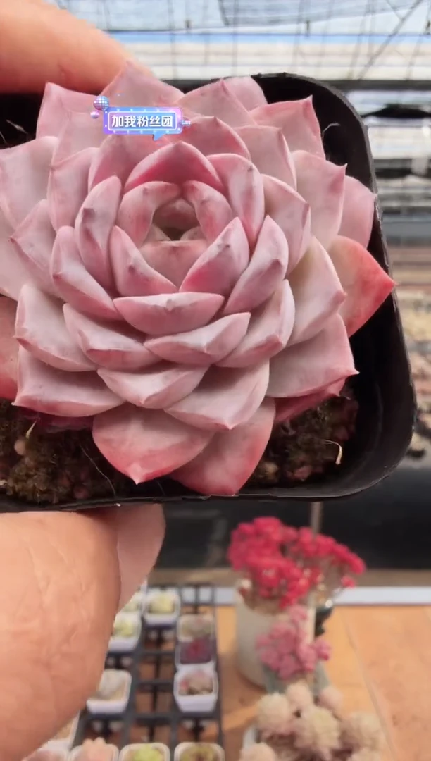 东云多肉园新款-198