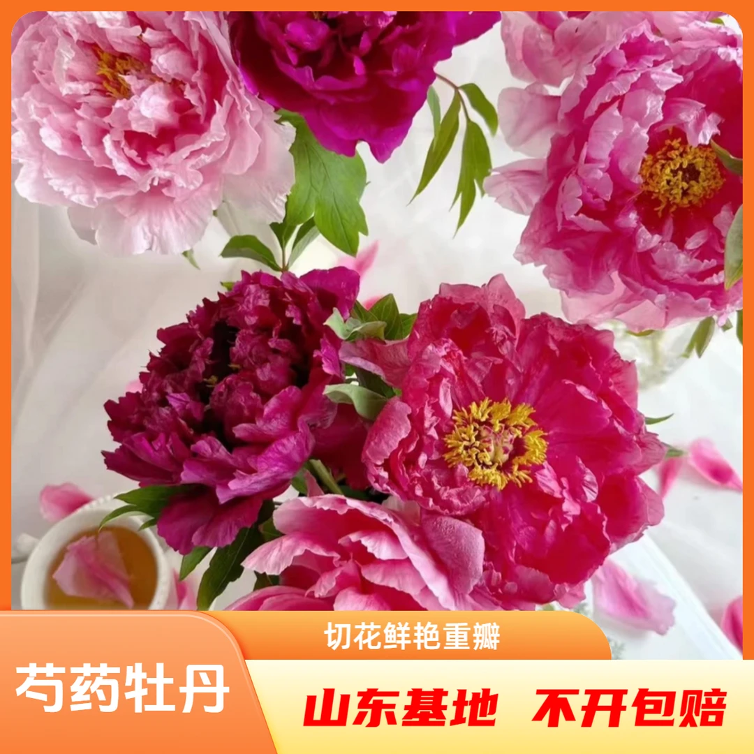 【混搭3A】牡丹鲜切花山东菏泽基地芍药直发（送营养液)
