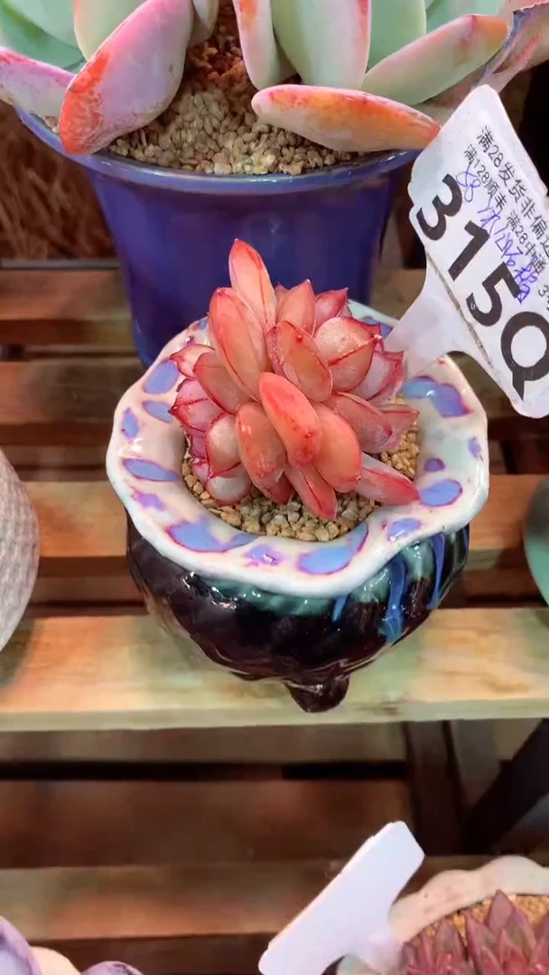 315Q（一物一拍，精品多肉，所见即所得 ）