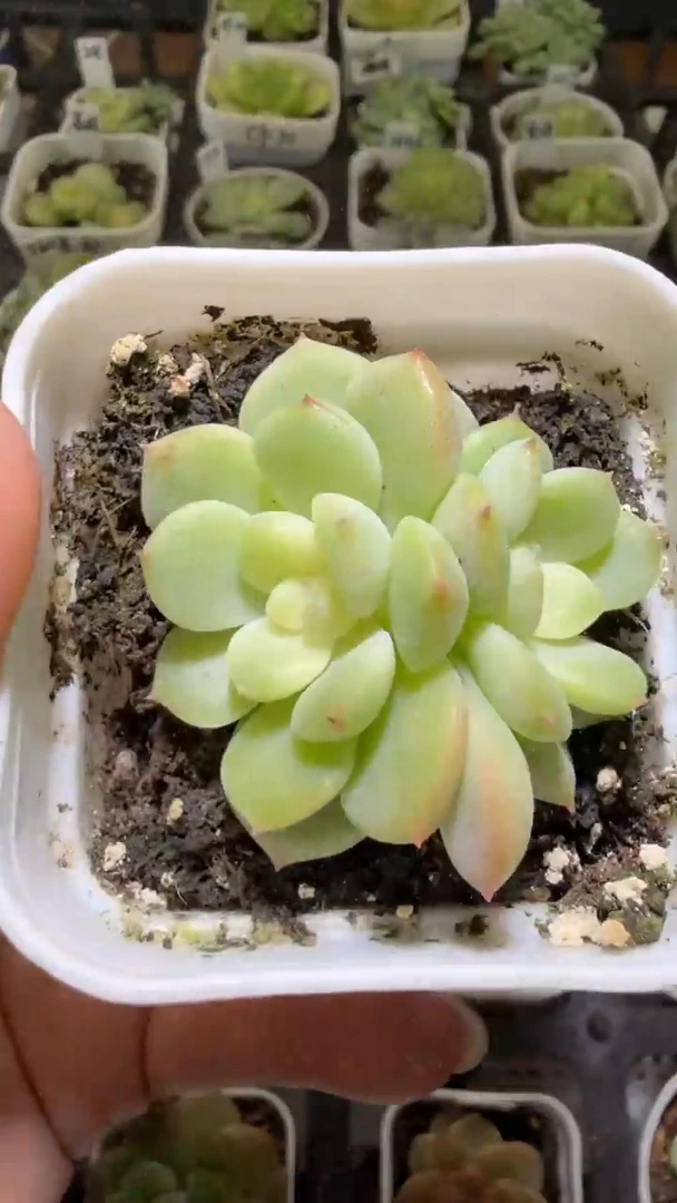 1341  T秃多肉植物