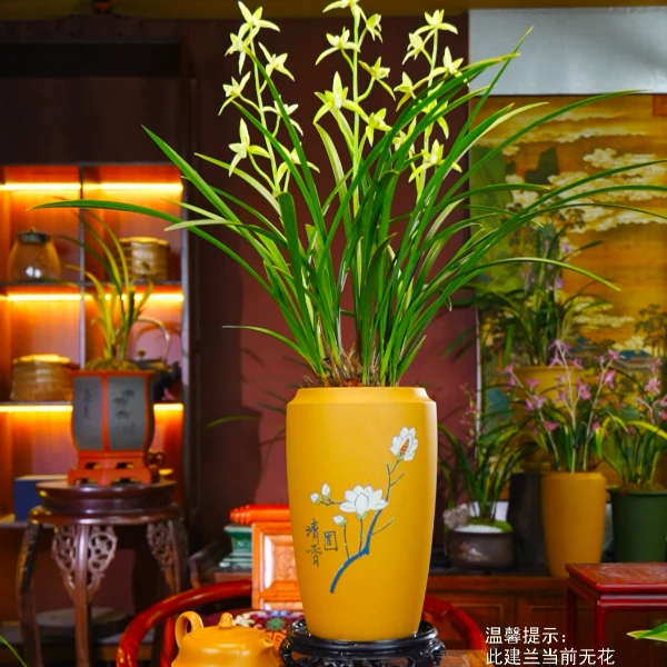 建兰铭品 [骊山翠鸟]带盆种好玉兰花花盆兰花盆栽