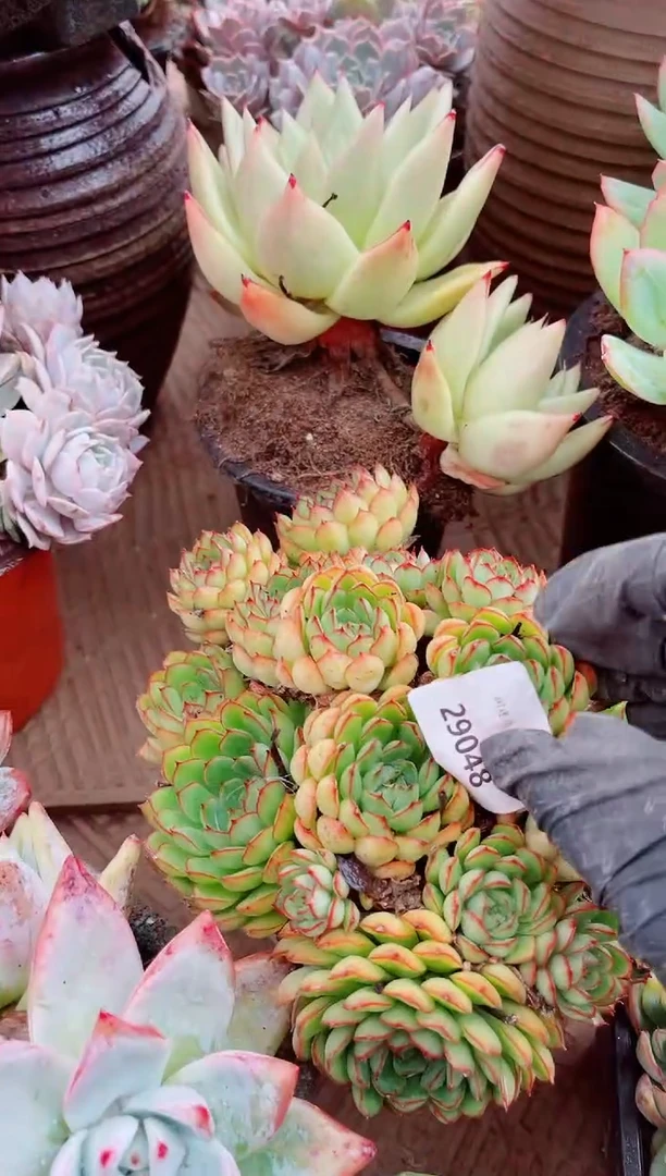 真**乖29048肉植物一物一拍