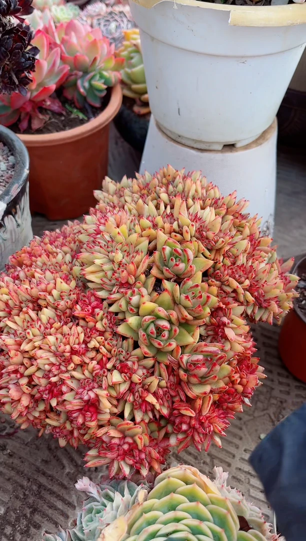 【闪购商品】05170