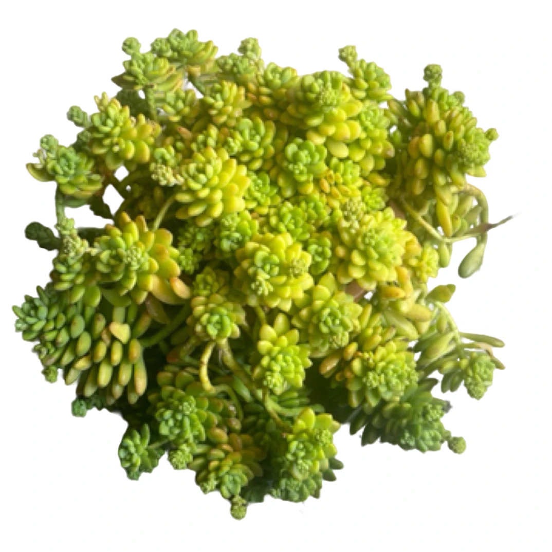 眼镜多肉（特大香格里拉）