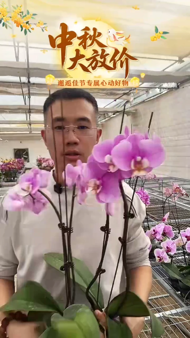 完全开放瑕疵安娜带花花后苗2棵，无售后