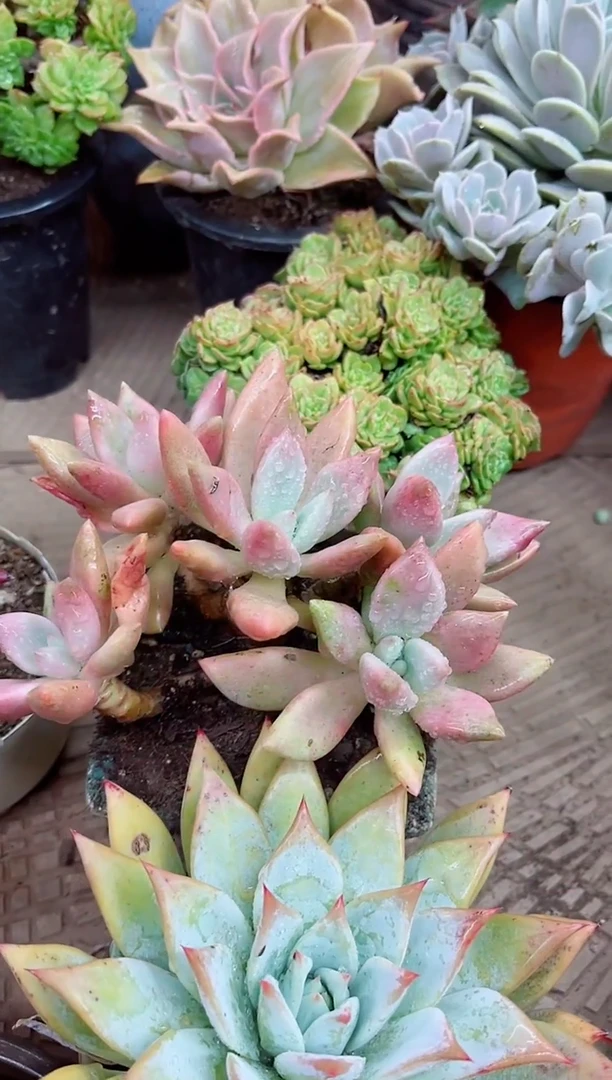 梦****奏22027多肉植物一物一拍