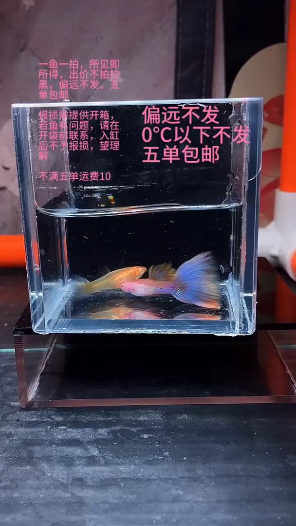 孔雀鱼孔雀鱼 40