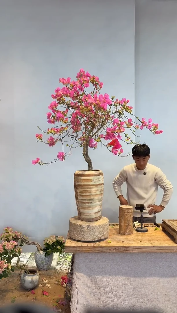 以实际为准三角梅59