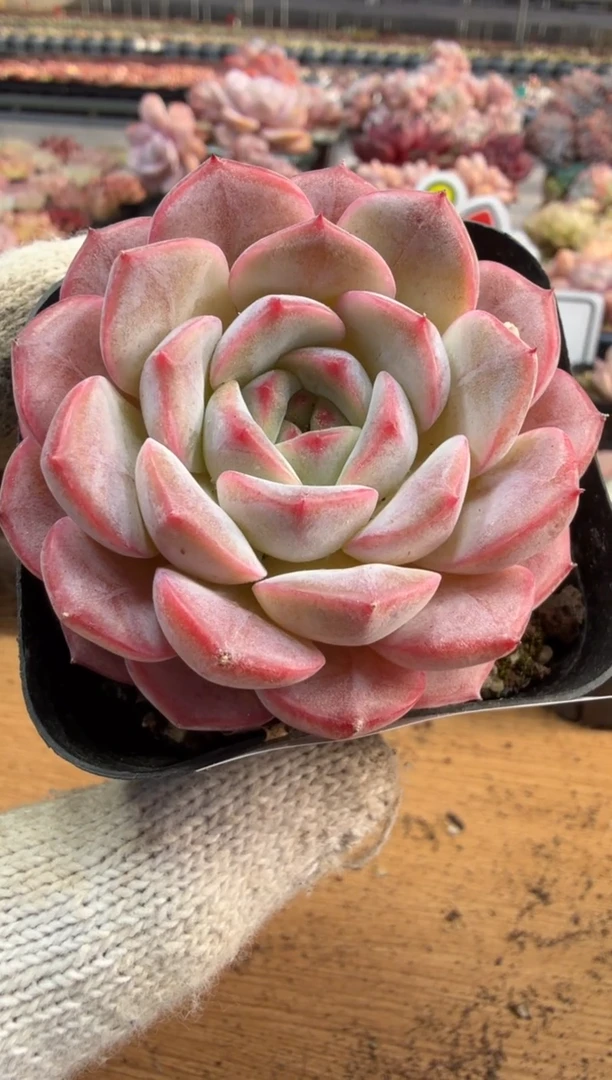 东云多肉园三店-187