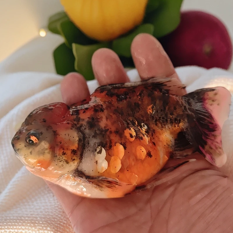 泰狮观赏鱼,直播间马印灯效果，完美主义者慎拍，私拍随机