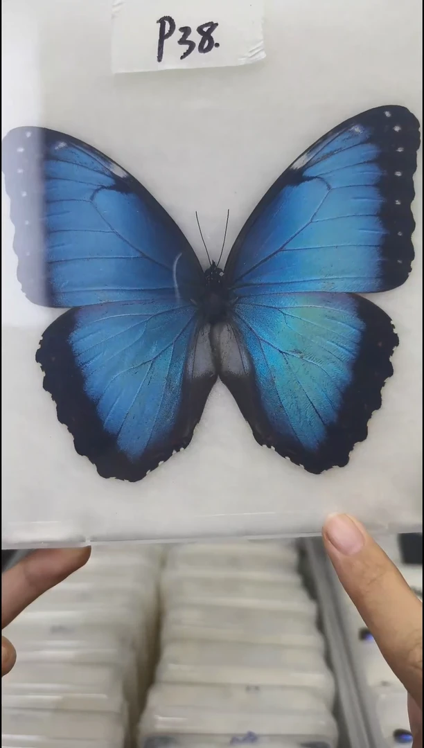 展翅品压棉发货一图一物编号P38