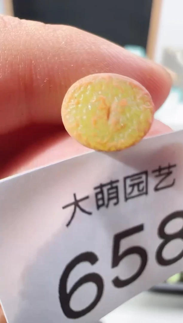 【闪购商品】++++658