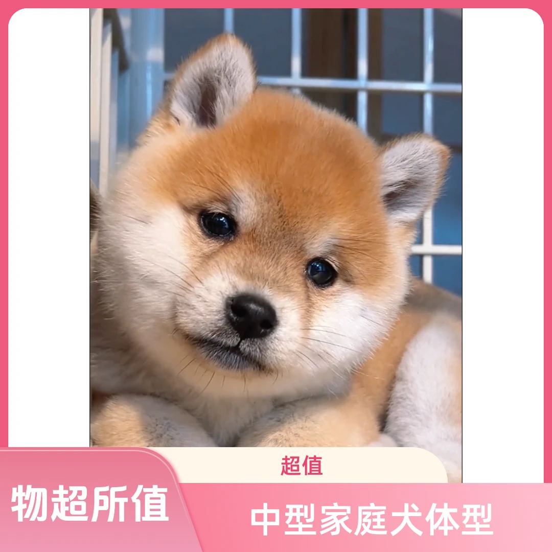 [三只笨小柴]活体柴犬狗狗链接