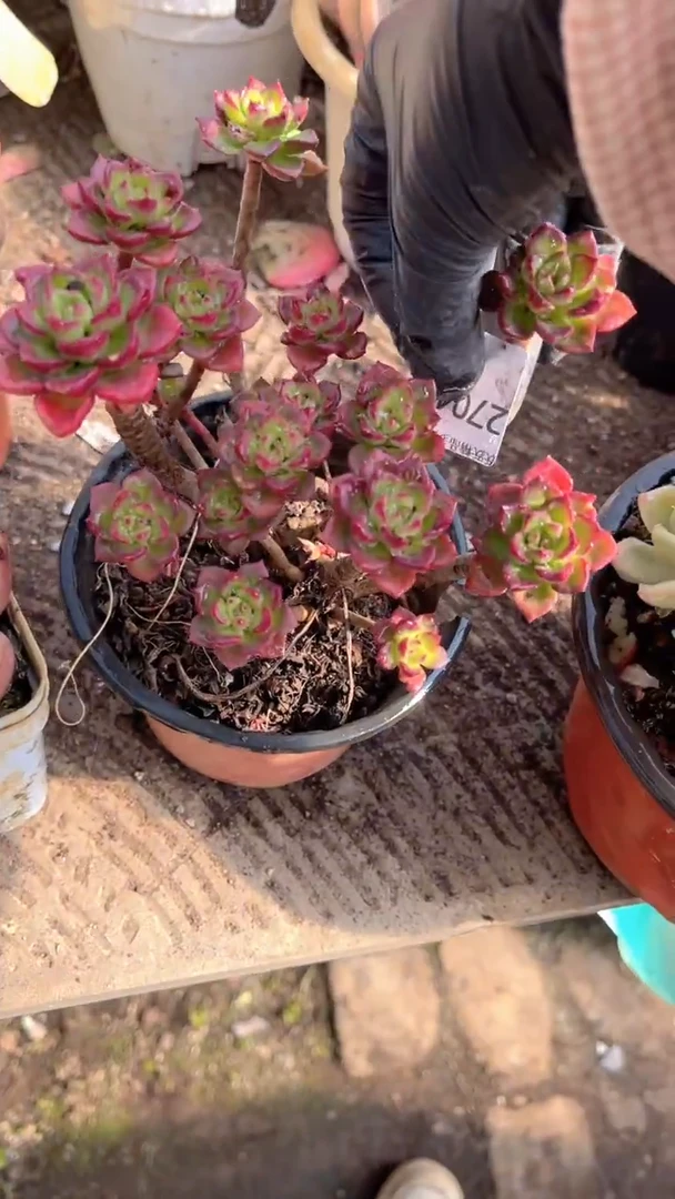 ❦**夕跃跃精品多肉27049