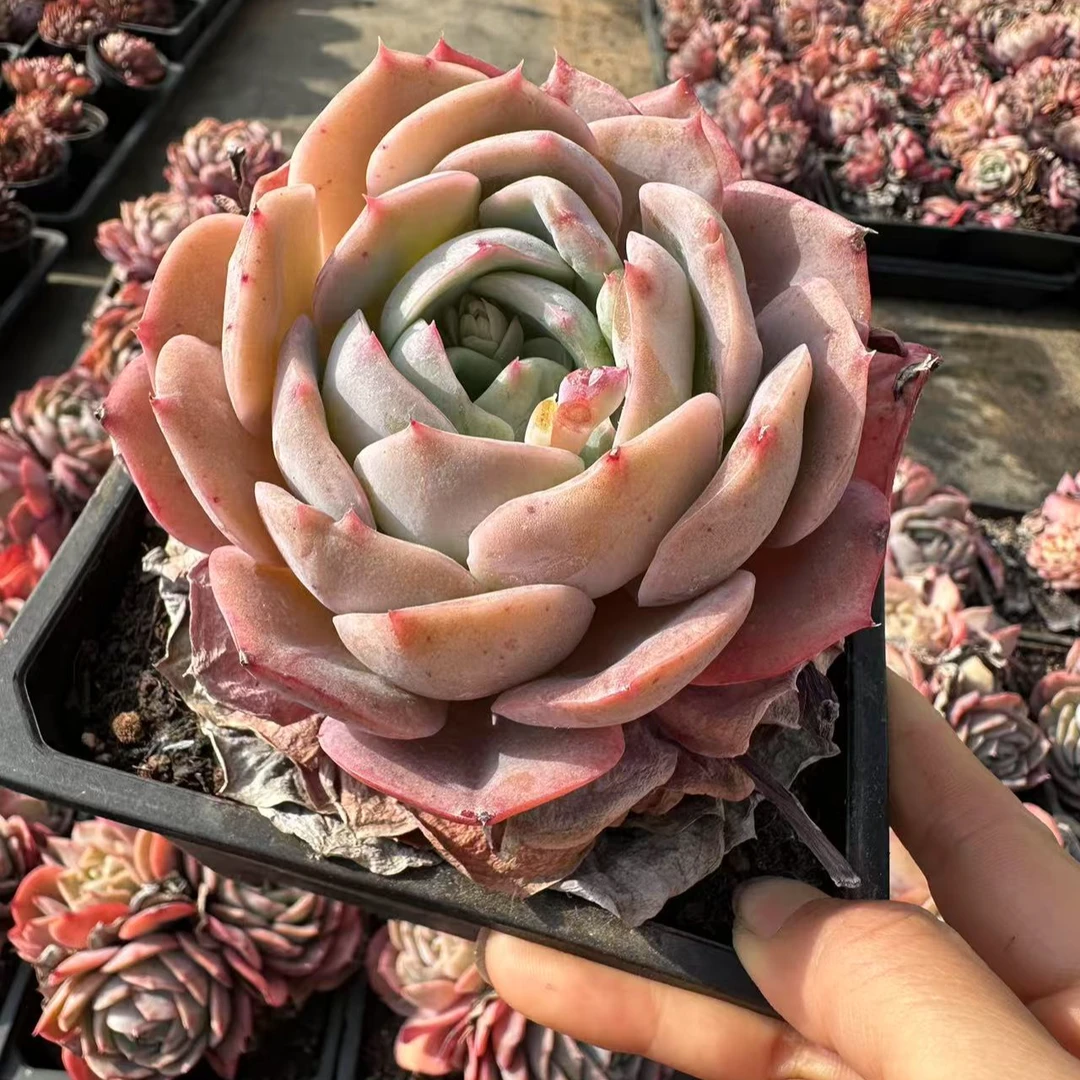 15#惜若优秀版多肉植物  前男友精品多肉