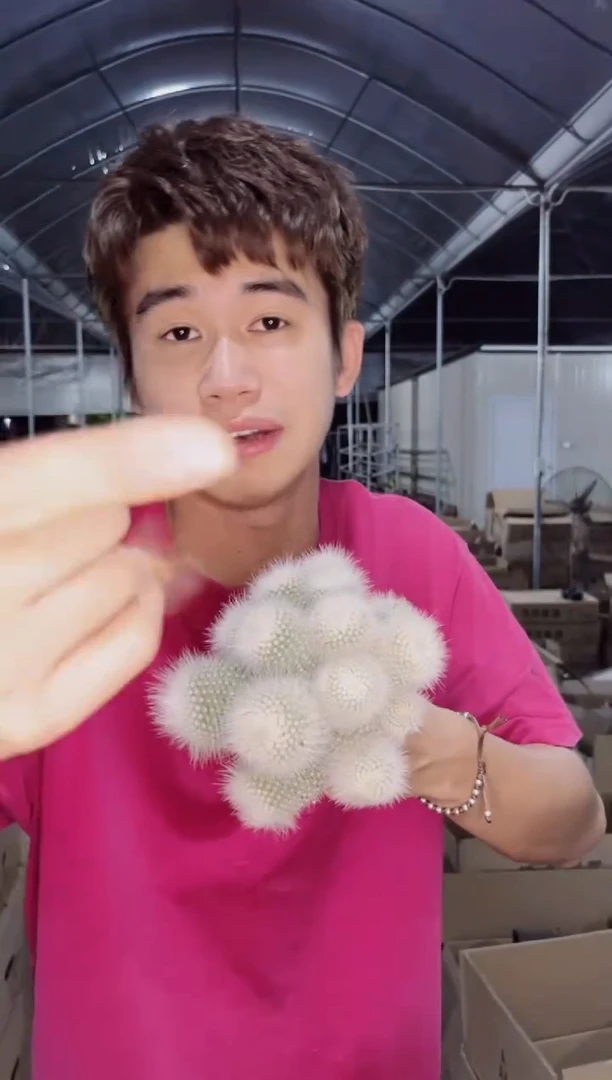 白小丁 群生【带根】9-12cm