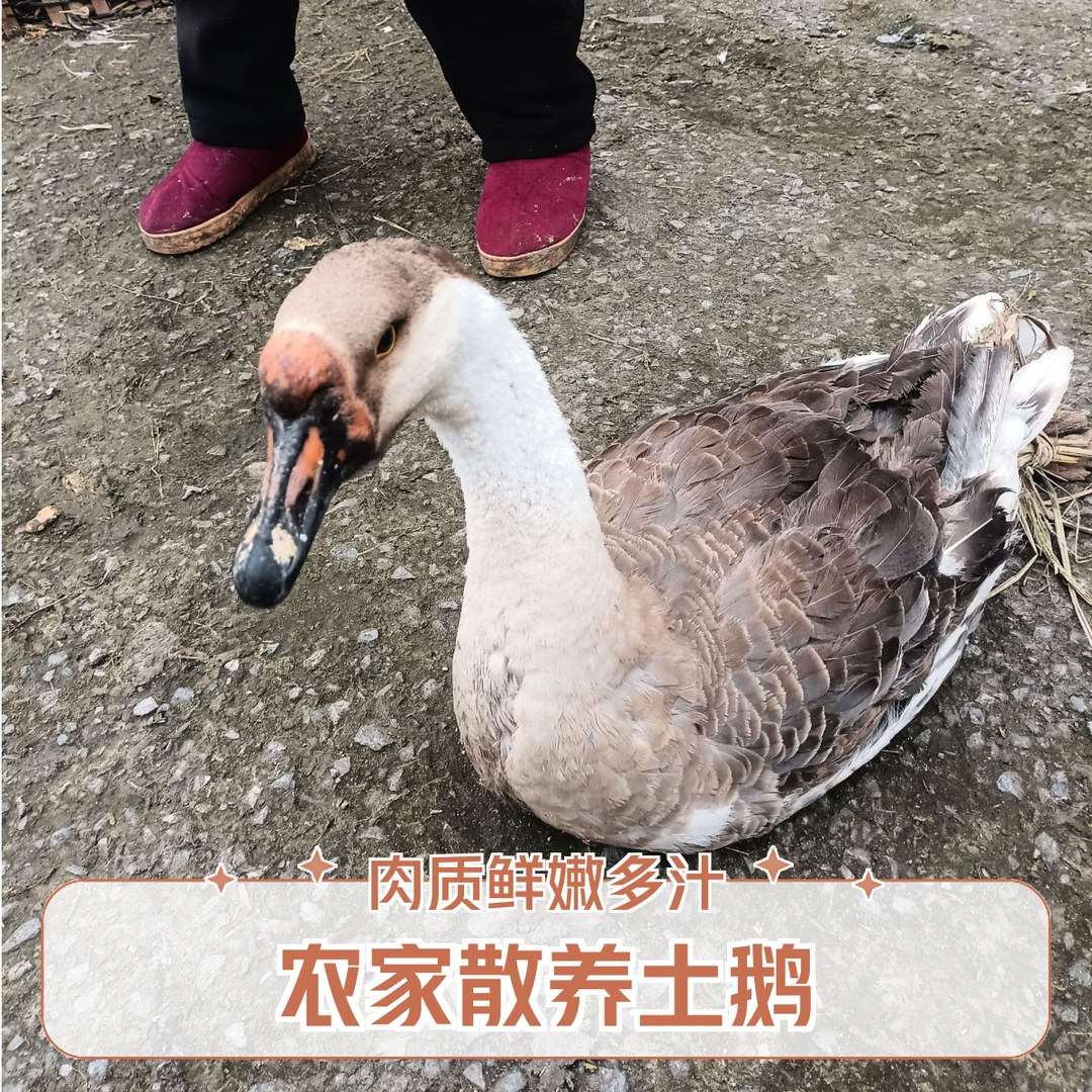 （现场称 杀好不退）大竹家养土鹅