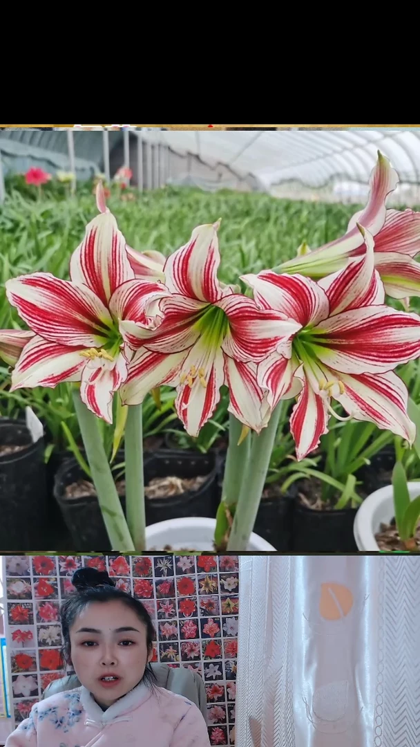 朱顶红青鸾4厘米