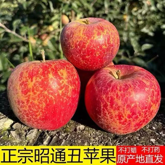 云南昭通苹果新鲜采摘脆甜多汁营养丰富水果净重