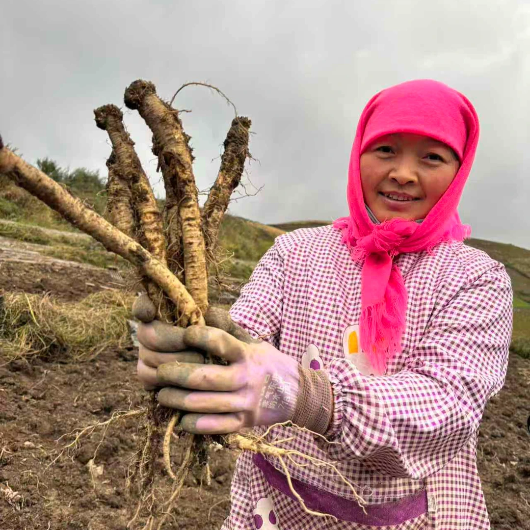 岷县党参今年刚挖的新鲜党参中大条产地直发带土发货包邮