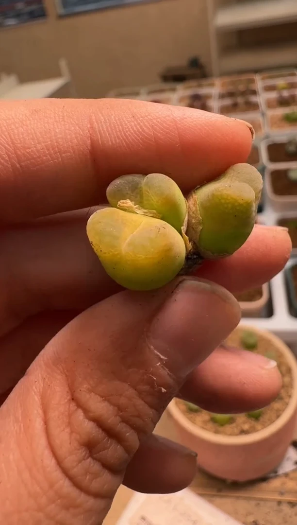 美丽的肉石头-180