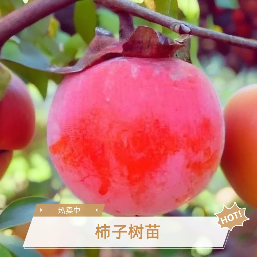 柿子树苗南方北方都可种植 盆栽地载庭院别墅 带土带叶