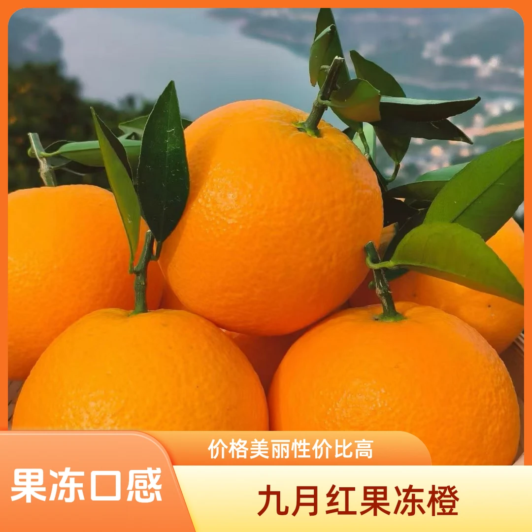 宜昌秭归九月红果冻橙当季现摘鲜果