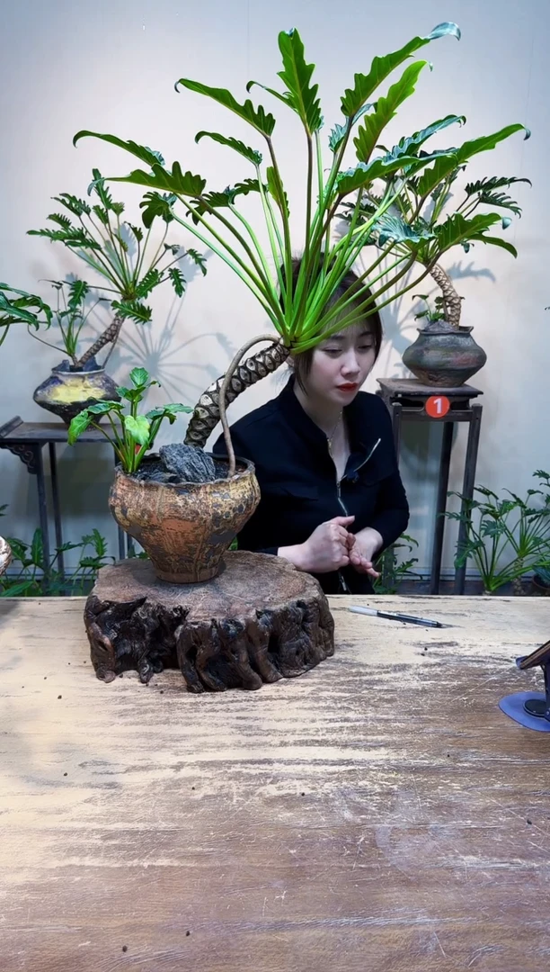 无花朵乌****眠优惠价优惠价268