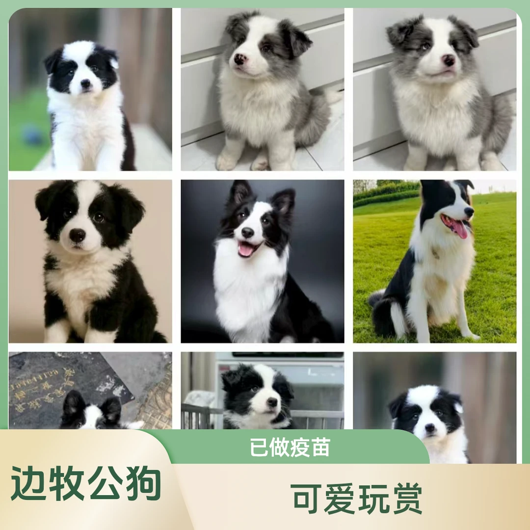 【大海边牧】宠物狗狗
