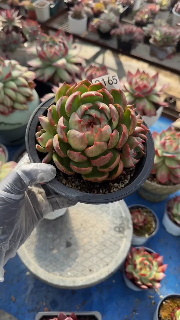 2165惊鸿仙子（裸根发货）（微瑕）