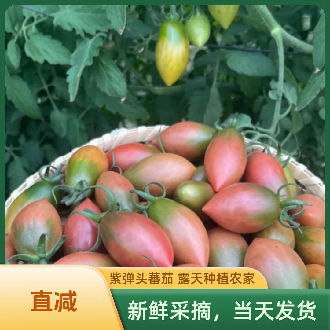 【紫弹头蕃茄】汕尾本地露天种植农家子弹头小番茄汕尾农家