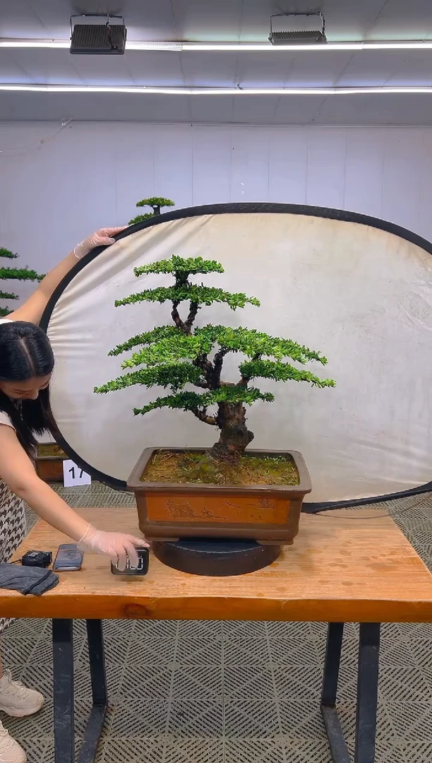 无花朵一物一拍一物一拍