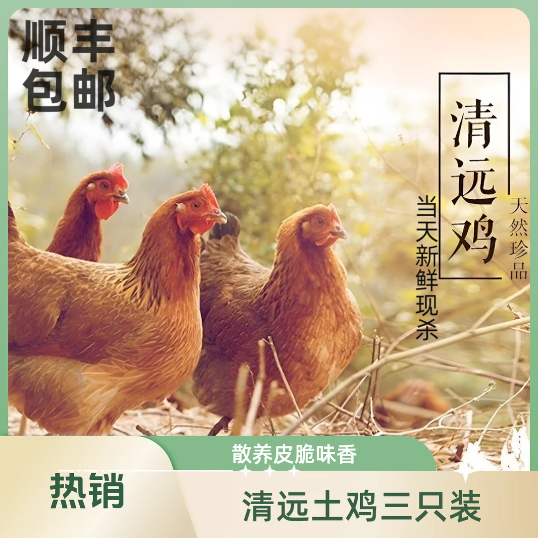 顺丰包邮清远正宗本地稻谷散养鸡跑山走地鸡香2700g/土鸡散养土鸡