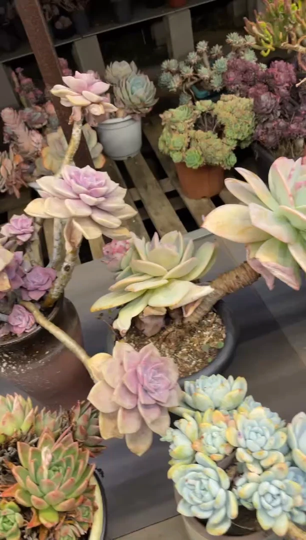 【闪购商品】271白凤