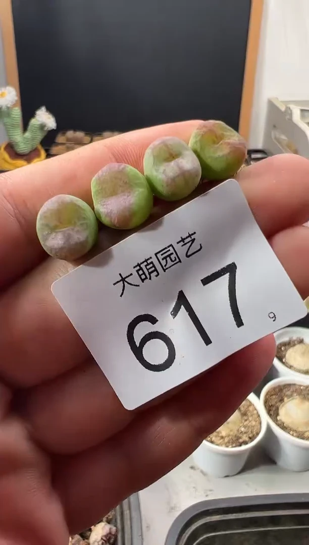 一物一拍          617