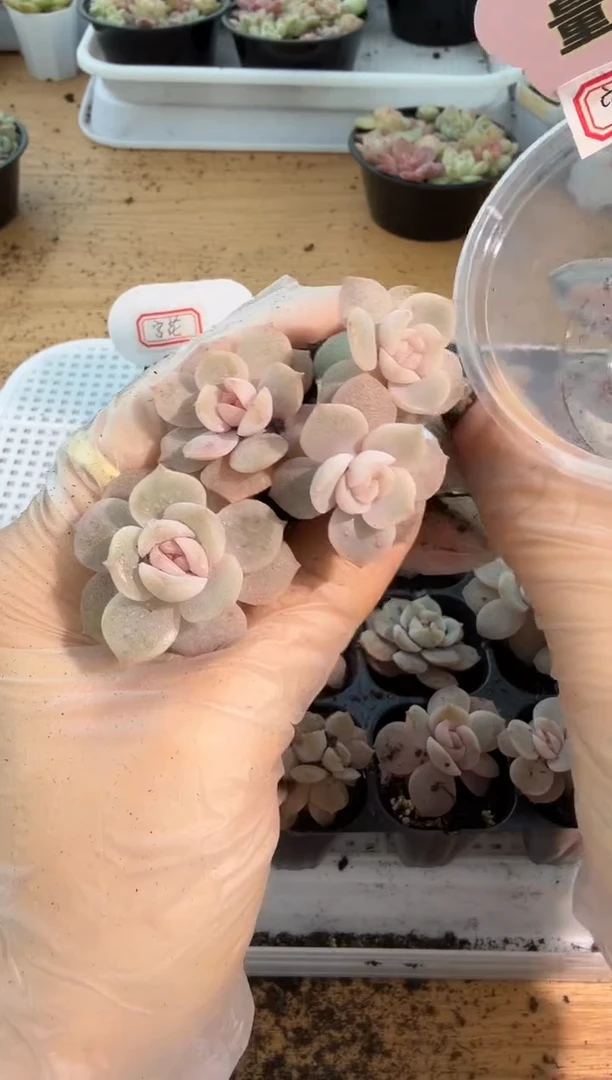 宫花单双混 3颗量拍混发 满9.9包邮