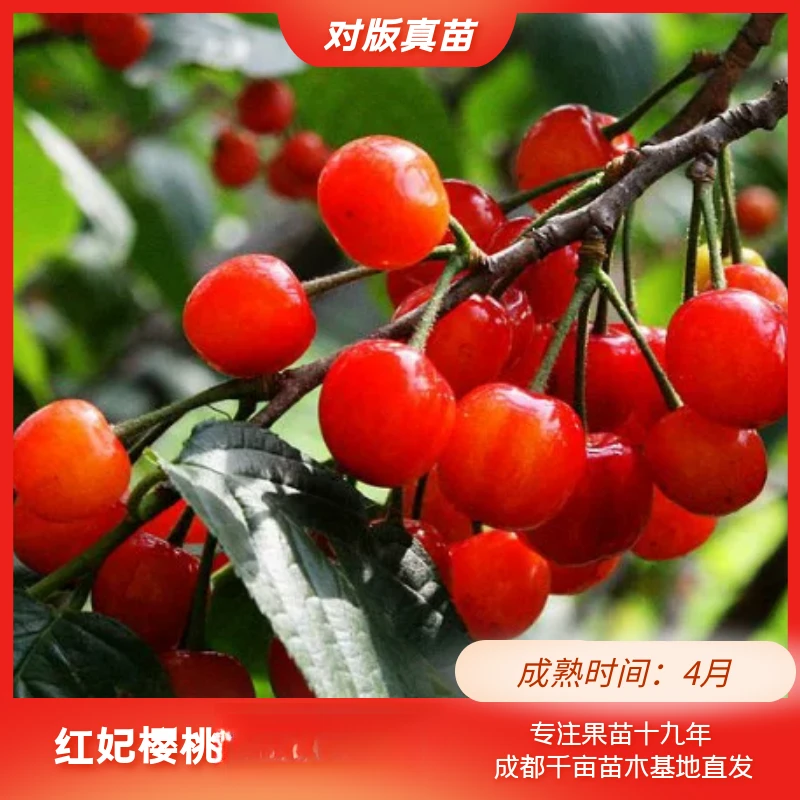 【红妃樱桃杯苗】现挖苗 嫁接苗 可盆栽 樱桃苗种植基地直发