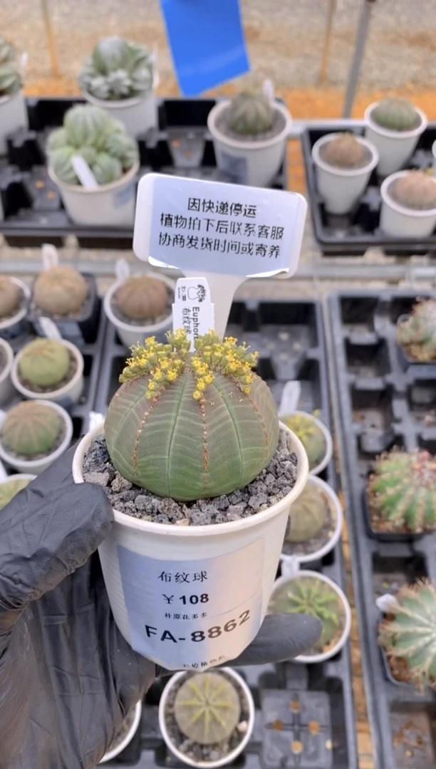 【闪购商品】布纹球FA-8862